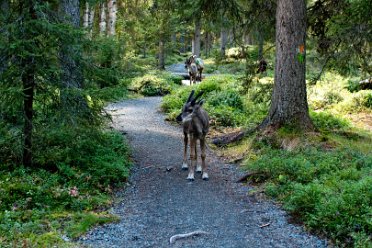 2.Časť - Fínsko Trajekt do Fínska - Helsinky - kemp - Helsinky - 5* kemp - Kuopio, krajina tisicich jazier - 2 až 3 dňový trek v...