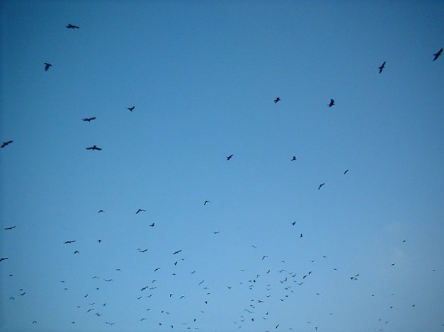 DSCF0020